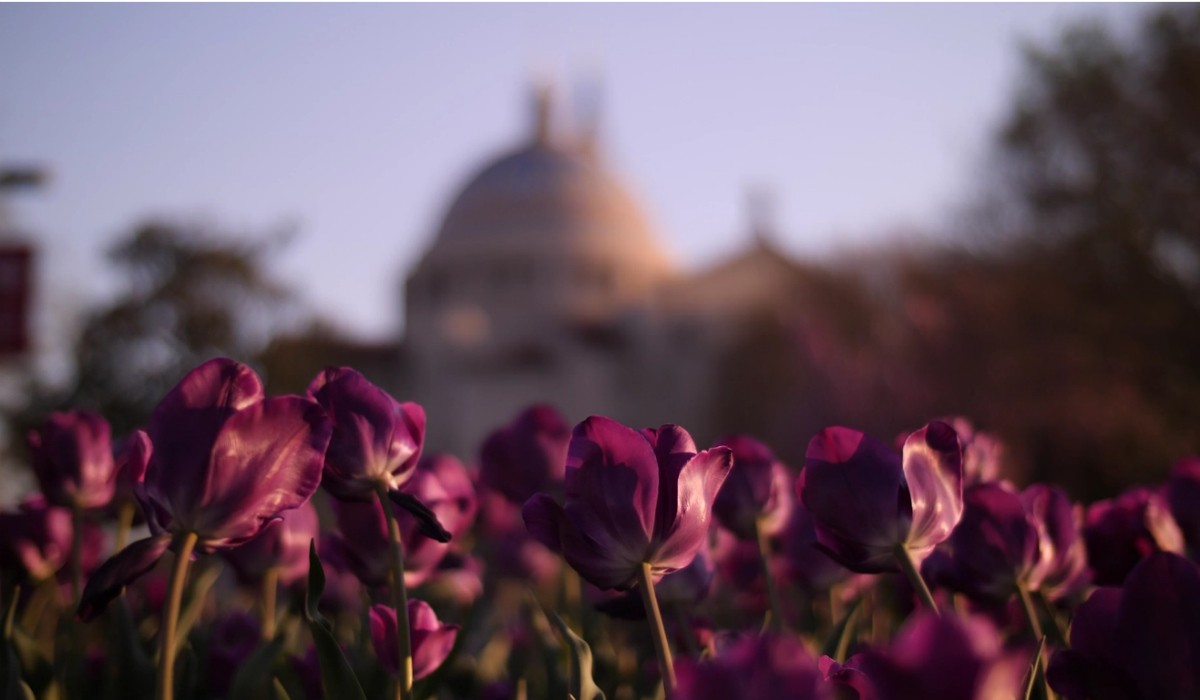 Tulips